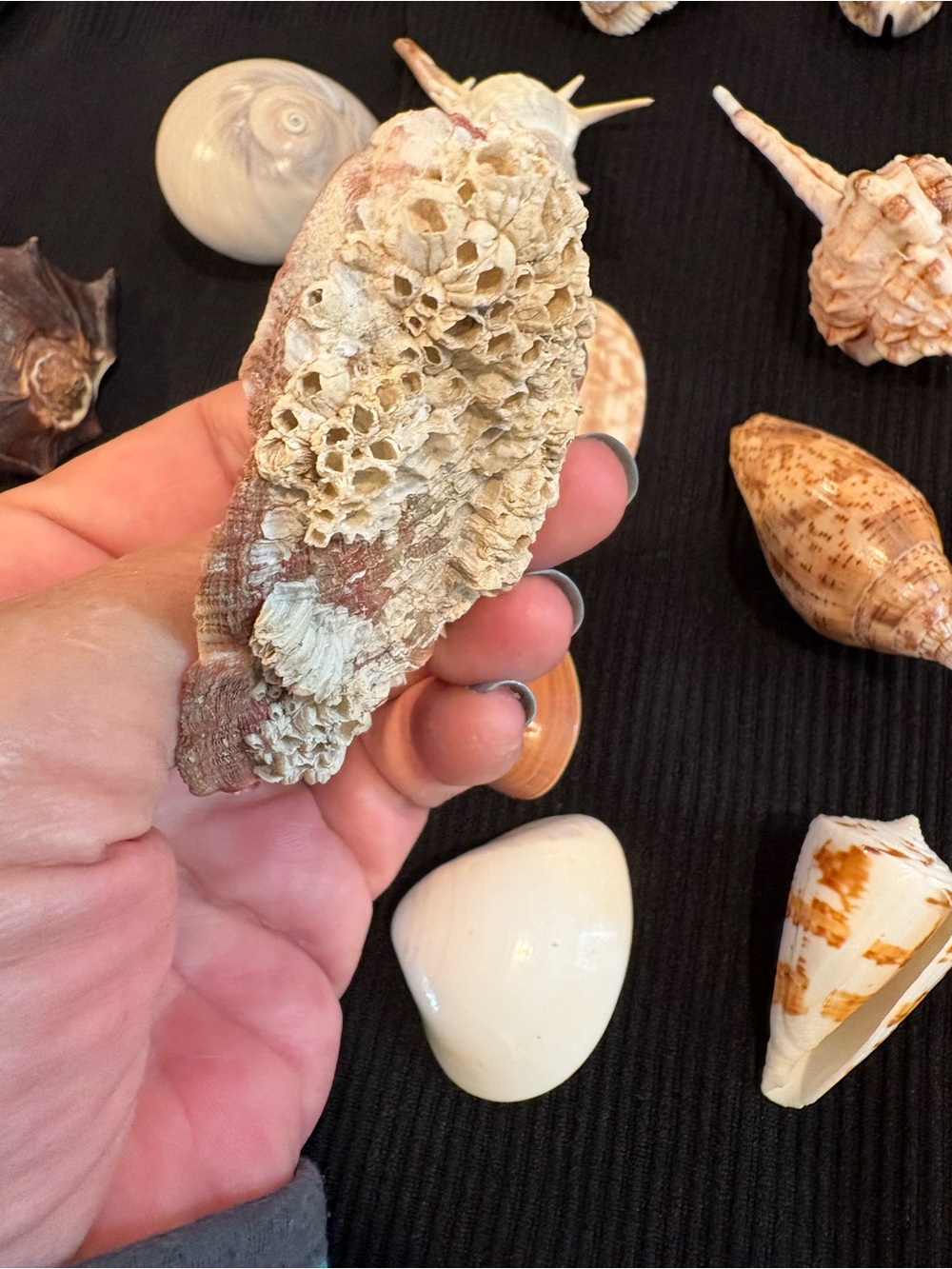 SEASHELLS ~ 🐚 Natural Seashell Collection Lot Set Real Shells! - Picture 6 of 16